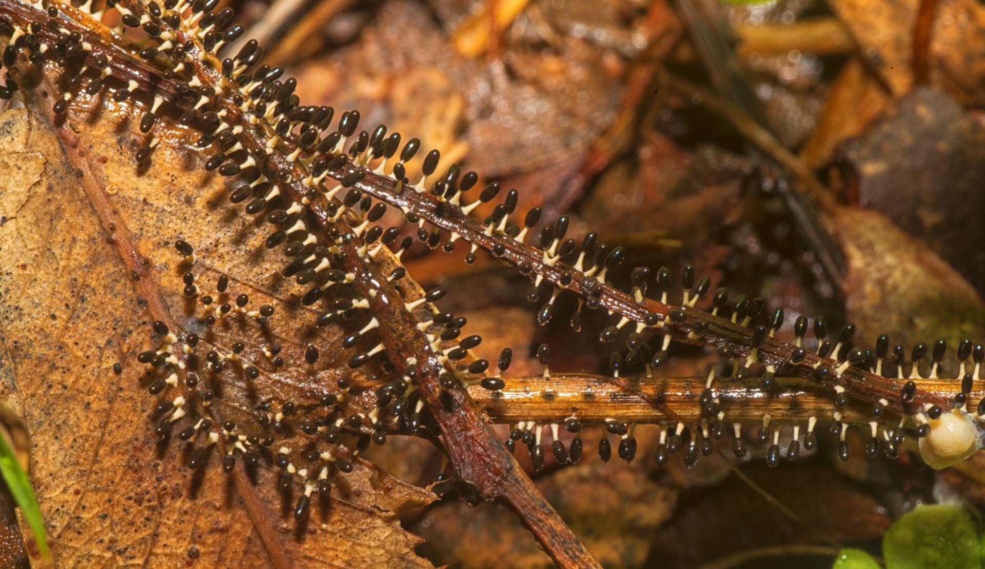 La Diachea leucopodia, un mixomicete da 1mm